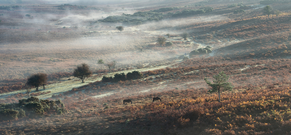 New Forest Autumn Misty Valley,  from Deadman Hill 2